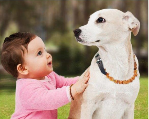 Amber Leather belt collar for Dog and Cat.