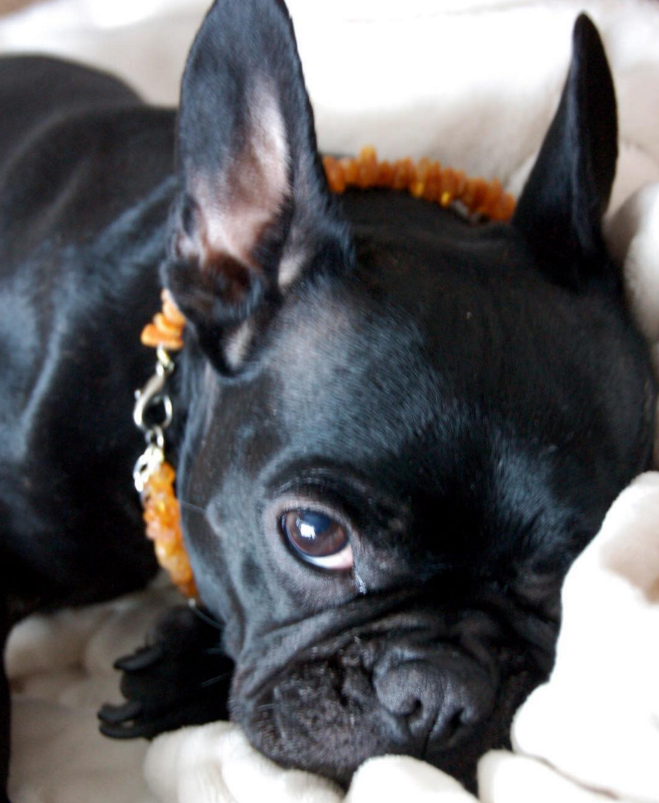 Amber Dog collar and Cat Collar My Cutie Pie