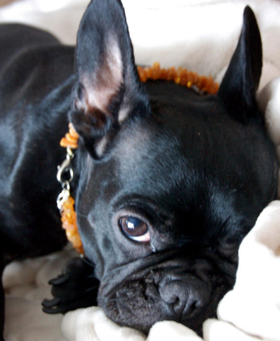 Amber Chain collar for Dog and Cat.